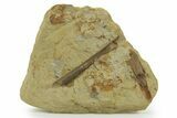 Hadrosaur (Edmontosaurus) Ossified Tendons on Sandstone - Wyoming #380394-1